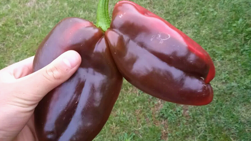 Paprike blizanke: Na jednoj peteljci, dva ploda