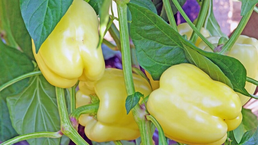 Rezidba paprike: Kod bujnih sorti dobar je uzgoj na dvije grane