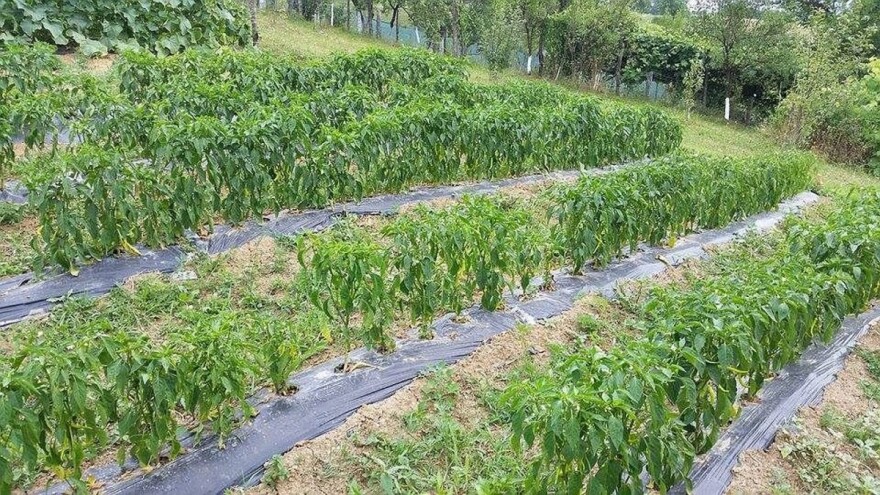 Počnite sa preventivnim mjerama, za 15 dana se na paprici javlja bakteriozna pjegavost