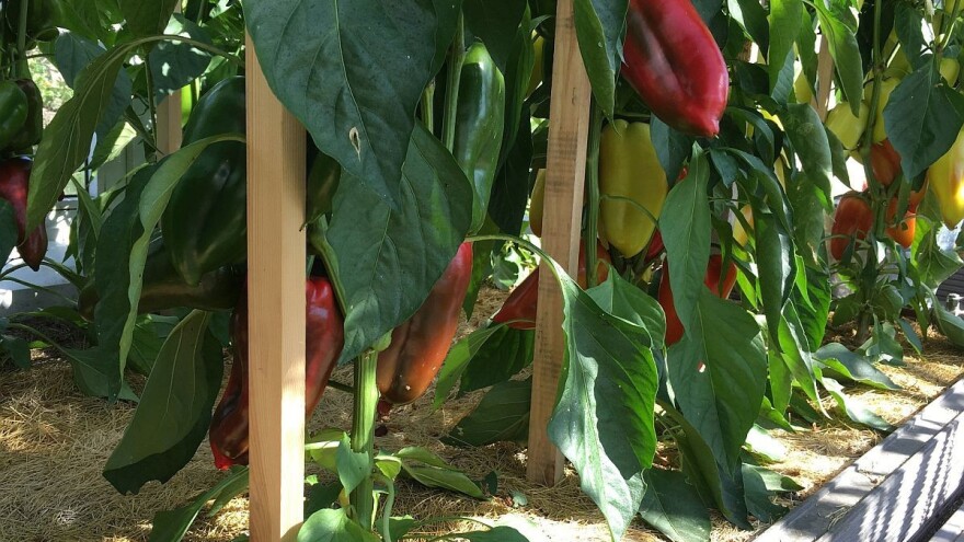 Papriku je najbolje prihraniti prirodnim gnojivima koja možete i sami napraviti