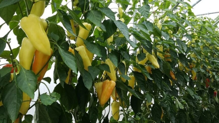 U toku je prva berba paprike, evo na šta da obratite pažnju