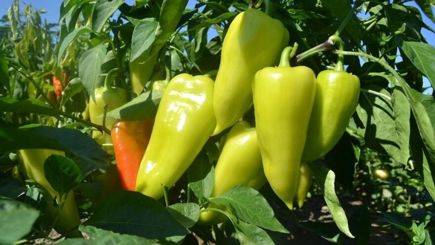 Podrška nezaposlenim ženama kroz plasteničku proizvodnju paprike