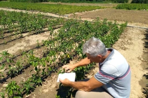U usevima paprike registrovano prisustvo tripsa, obavezan pregled metodom otresanja cvetova