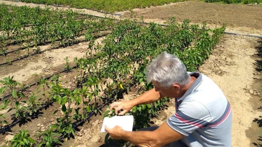 U usevima paprike registrovano prisustvo tripsa, obavezan pregled metodom otresanja cvetova