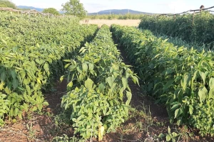 Paprika lepo napreduje, sada je ključna zaštita od bolesti i insekata. Ovako ih suzbijte