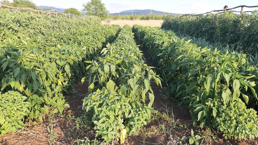 Paprika lepo napreduje, sada je ključna zaštita od bolesti i insekata. Ovako ih suzbijte