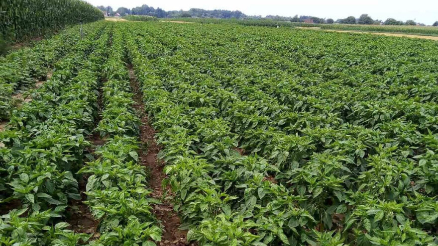 Zaštita paprike od insekata se nastavlja. Koje mere primeniti?