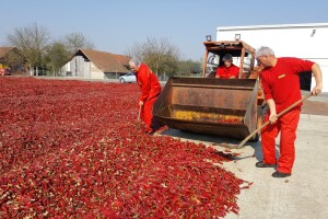 Šafram diže otkupnu cijenu paprike na 3 kn/kg, a osim hibridnog, vraćaju i sortno sjeme!