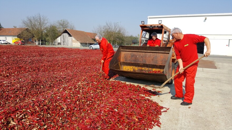 Šafram diže otkupnu cijenu paprike na 3 kn/kg, a osim hibridnog, vraćaju i sortno sjeme!