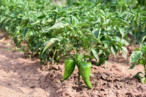 Paprika iz Srbije tražena na nemačkom tržištu