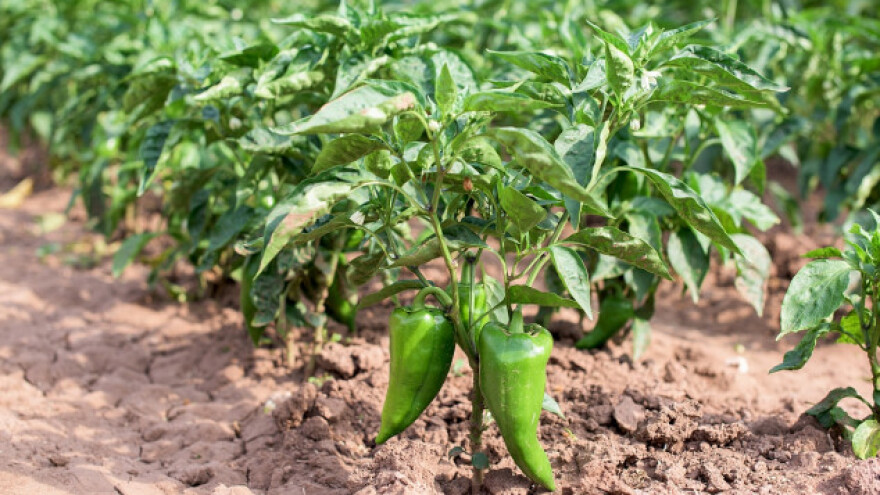 Paprika iz Srbije tražena na nemačkom tržištu