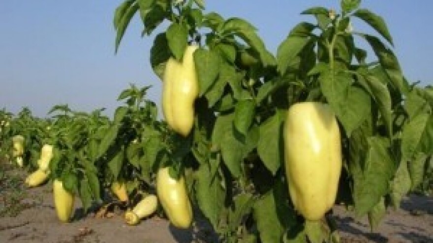 Paprika ima strateški značaj za jug Srbije