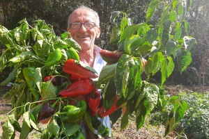 Mesnata paprika sa plodovima od preko 300 grama