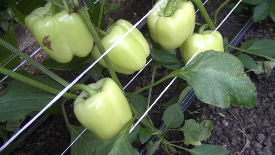 Nakon branja paprike u plasteniku, đubrenje i odmor zemljišta