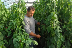 Boriti se s uvozom nije lako, ali odustajanja nema
