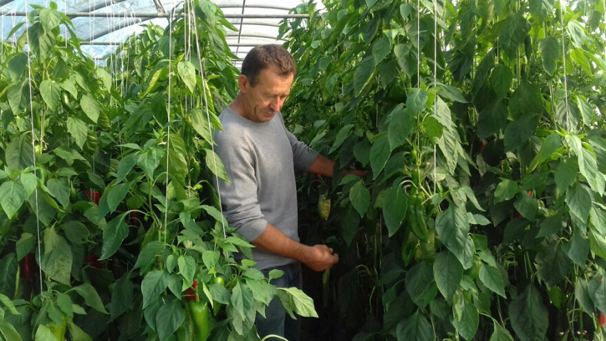 Boriti se s uvozom nije lako, ali odustajanja nema