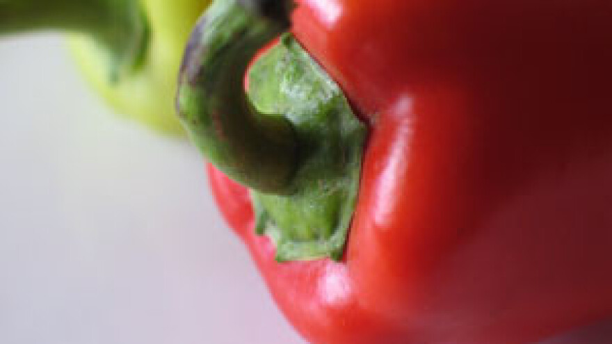 Niču tisuće sadnica loze, paprika, krumpira