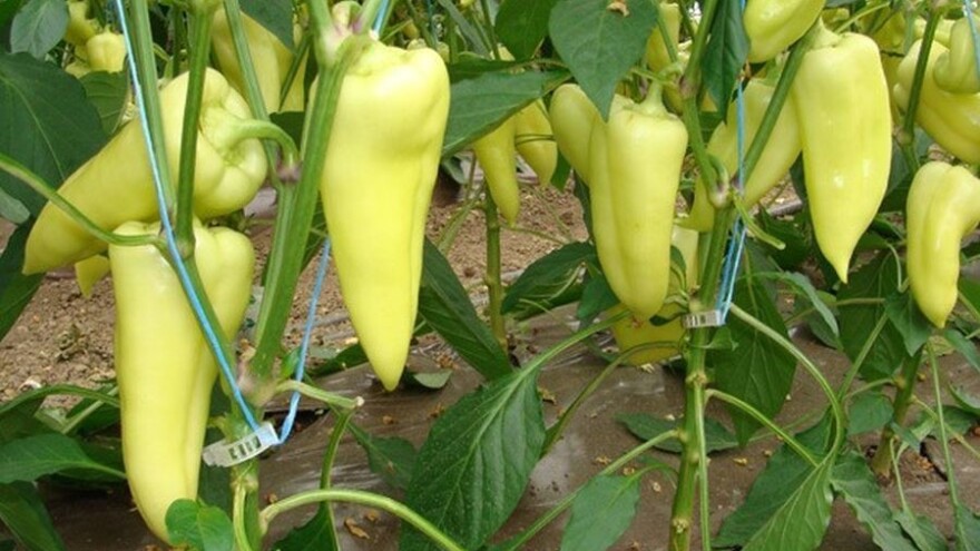 Oblikovanje plasteničke paprike