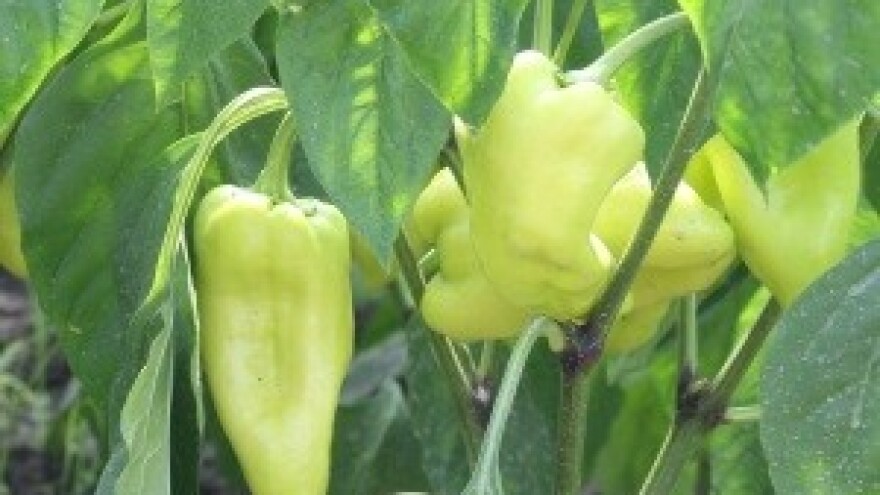 Razlika organski i konvencionalno uzgojenih namirnica - zdravlje