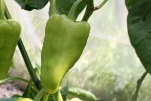 Biološkom borbom protiv biljnih patogena!