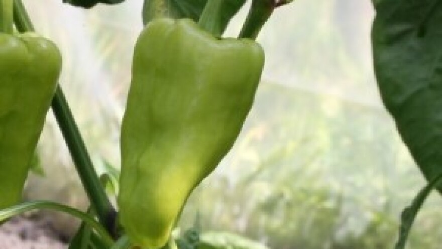 Biološkom borbom protiv biljnih patogena!