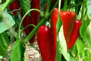 Paprika za ajvar
