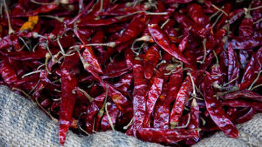 Suša desetkovala proizvodnju paprike