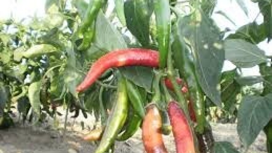 Bez paprike nema ni kulena!