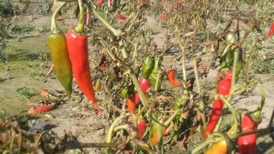 Prihrana za rast, razvoj i kvalitetu plodova povrća