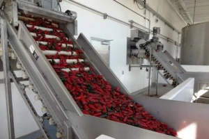 Šaframova paprika zdravstveno ispravna