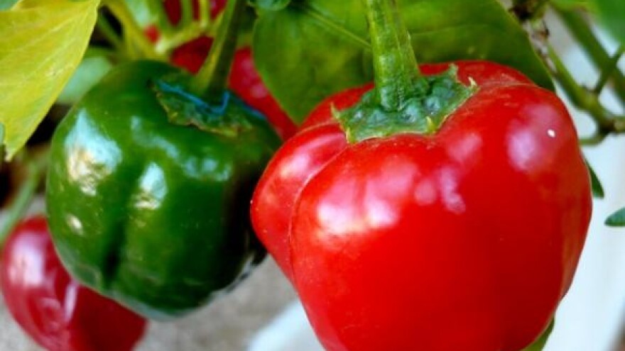 Osnovana Udruga ekoloških proizvođača Dalmacije