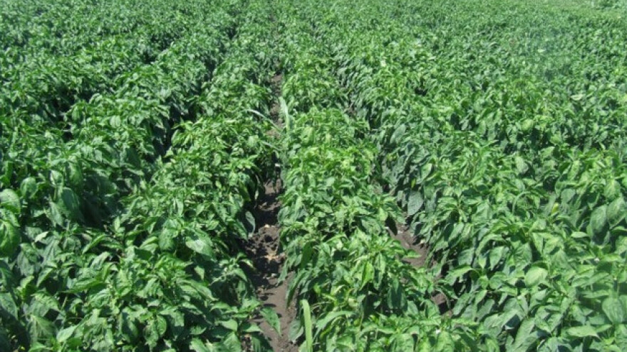 Proizvodnja povrća traži kontinuiran tretman