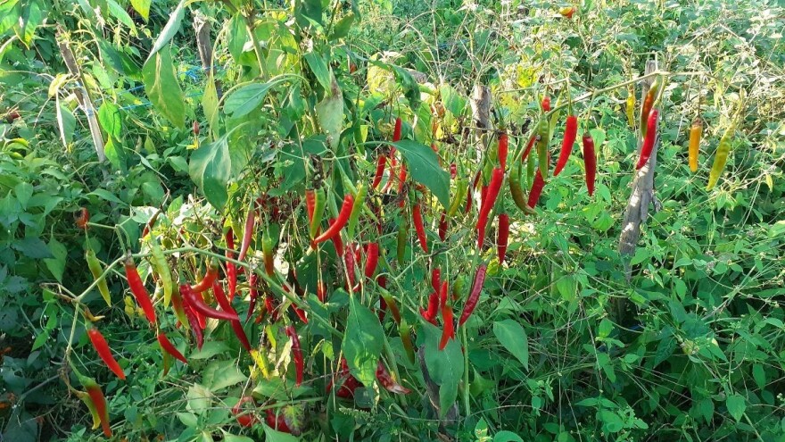 Nezapamćena suša diže cijenu začinske paprike, pitanje je hoće li i biti uroda
