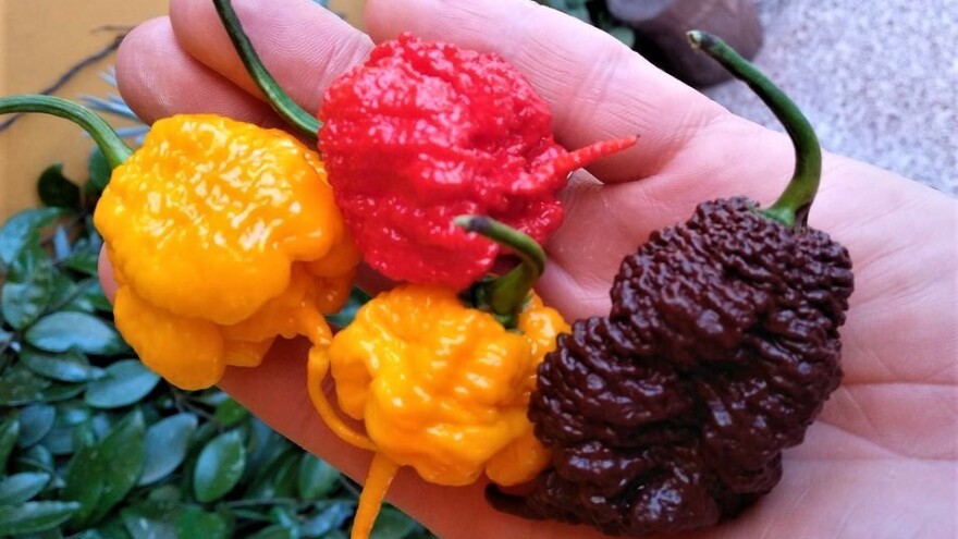 Ljute papričice iz Sente: Od uzgoja do soseva