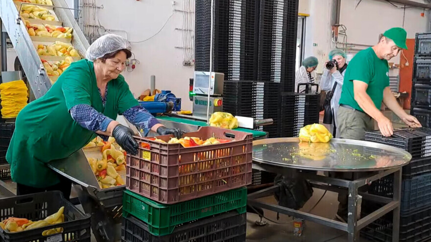 Senteši paprike i paradajz ponos su Mađarske, posetili smo njihovu najveću proizvođačku organizaciju