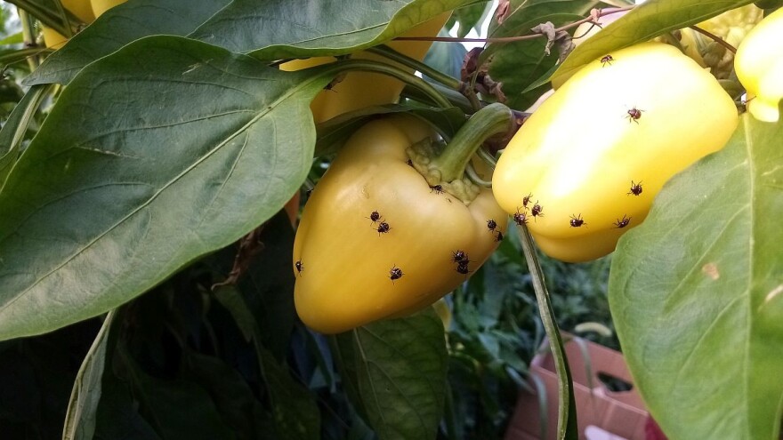 Nikakva zaštita neće otjerati stjenicu - biološke mjere su efikasnije?