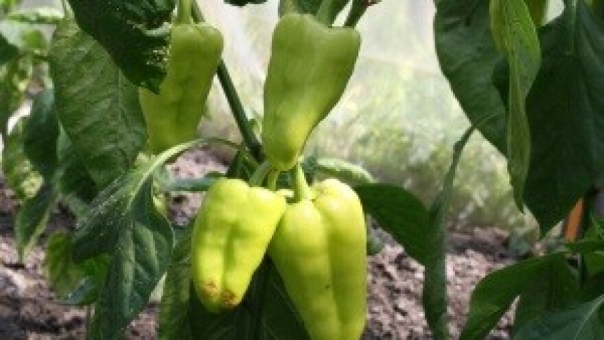 Od domaćeg ekološkog uzgoja hrane, traženija je ona uvozna i jeftinija roba