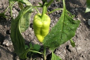 Visoke temperature doslovno su šokirale urod