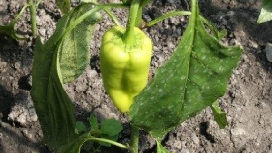 Visoke temperature doslovno su šokirale urod