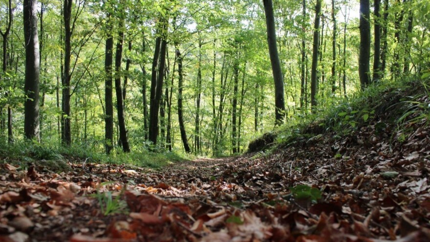 Svetski je dan šuma - ključna je njihova obnova