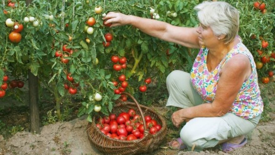 Botrytis - redovni gost povrtarskih kultura