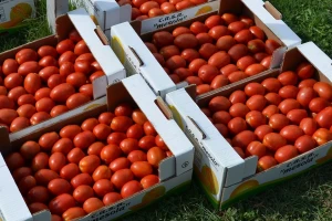 Traže povećanje: Cijena od 0,17 F za industrijski paradajz niska?