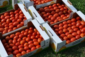 Traže povećanje: Cijena od 0,17 F za industrijski paradajz niska?