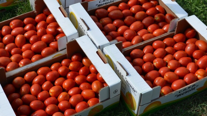 Traže povećanje: Cijena od 0,17 F za industrijski paradajz niska?