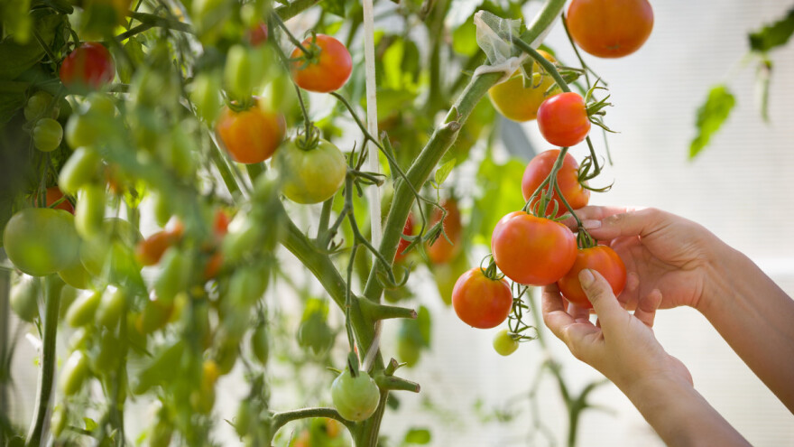 Hladna Rusija proizvede 380 tisuća tona rajčice godišnje
