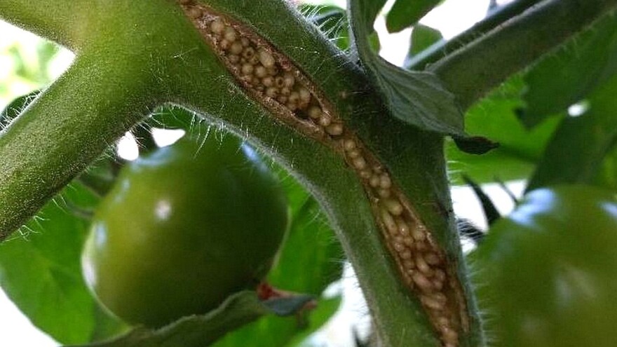 Zašto puca stabljika paradajza?