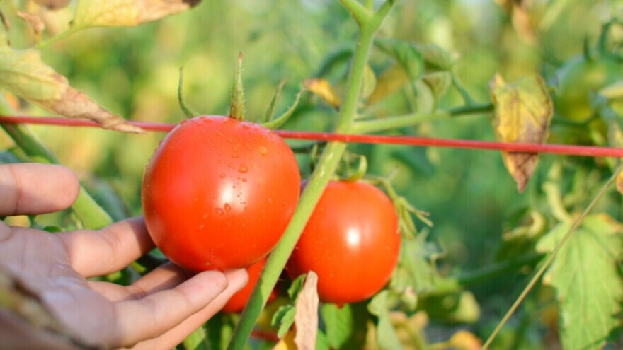 Pomoću tehnologije otkrili dvije bolesti paradajza s 99% tačnosti