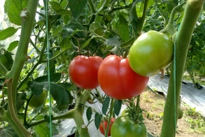 Spriječite pucanje plodova paradajza određenim agrotehničkim mjerama