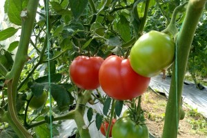 Spriječite pucanje plodova paradajza određenim agrotehničkim mjerama