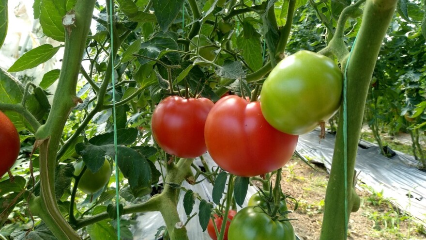 Sprečite pucanje plodova paradajza određenim agrotehničkim merama